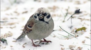 Полевой воробей (Passer montanus) - Tree sparrow