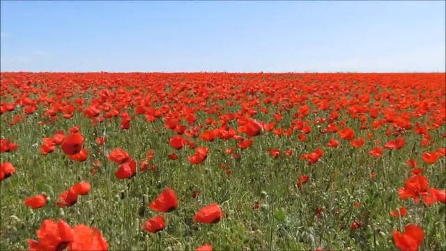 Маки смотреть онлайн