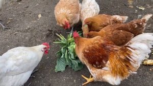 Причина отсутствие Яйца осенью//Куры несушки содержание и кормление//Капуста в рационе птицы