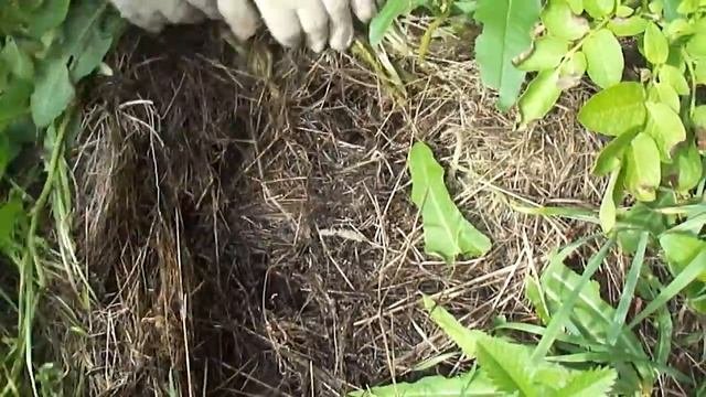 НОВЫЙ СПОСОБ ПОСАДКИ КАРТОФЕЛЯ. Сравнение с традиционным.