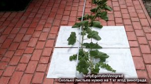 ? Сколько листьев винограда оставляют на 1 кг ягод? Понятнее не бывает! Листовая поверхность куста.