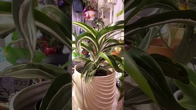 DRACAENA DEREMENSIS ( LEMON SURPRISE & WHITE JEWEL DRACAENA) TROPICAL PLANTS #SMOOCHIEWOOCHIE#SHORT