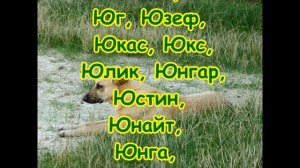 КАК НАЗВАТЬ ЩЕНКА?Клички, имена для собак,КАК ВЫБРАТЬ ИМЯ СОБАКЕ И ЩЕНКУ?