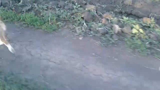 Велопрогулка с биглями #спорт#велоспорт#бигль смотреть онлайн