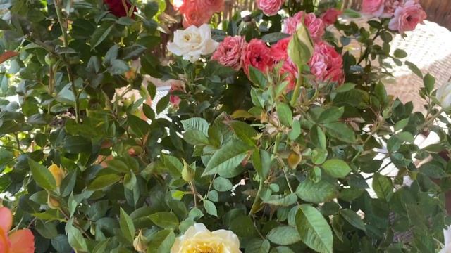 Розы Кордана. Неудачный опыт выращивания роз Кордана в горшках. смотреть онлайн