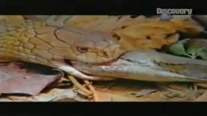 КОБРА ПРОТИВ ПИТОНА  Cobra vs  Python