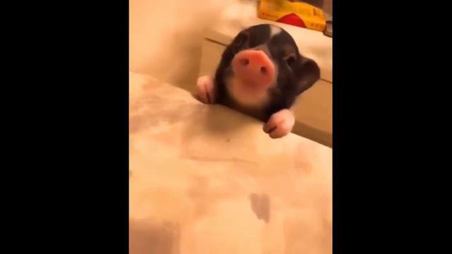 Смешные свинки минипиг - это весело! смотреть онлайн