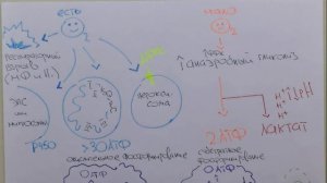 Гипоксия клетки. Часть 1. Зачем нужен кислород