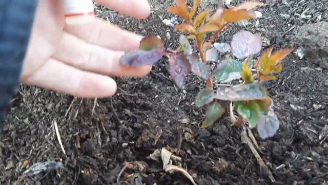 Розы после зимы 37 градусов. Реанимация.