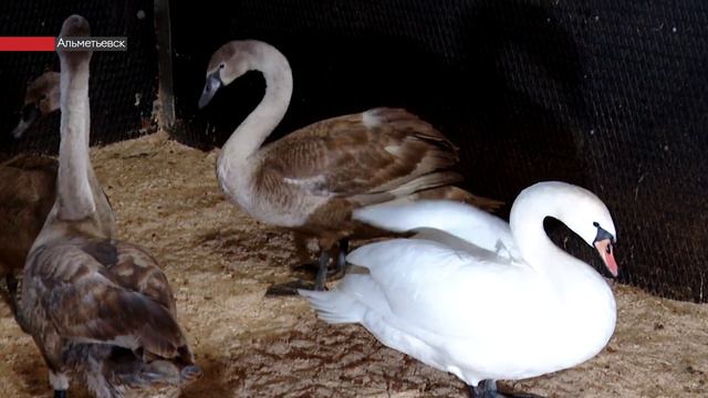 Лебедей в Альметьевске увезли на зимовку смотреть онлайн