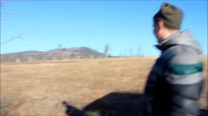 Работа легавых собак по куропатке.