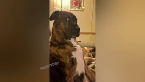 СМЕШНЫЕ КОШКИ, ЛУЧШИЕ ПРИКОЛЫ С КОТАМИ