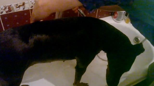 Как мыть БОЛЬШИХ собак?ДОБЕРМАН смотреть онлайн