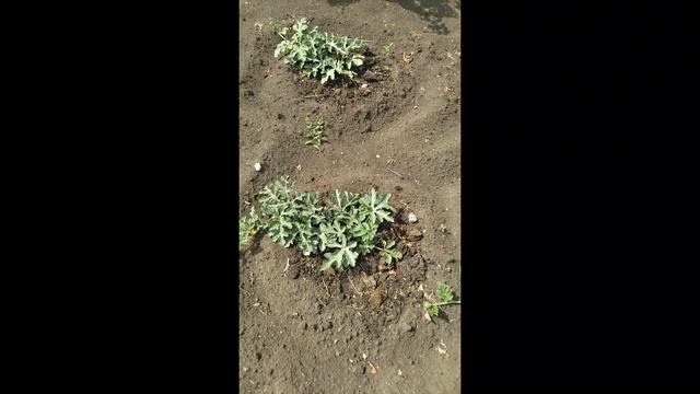 Выращивание арбузов на Урале. смотреть онлайн