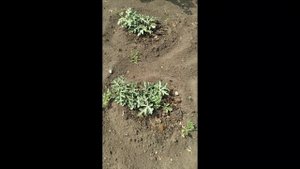 Выращивание арбузов на Урале.