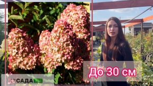 Гортензия меджикал кендл описание и характеристика сорта