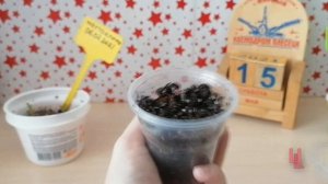 местоклема крупнокорневищная из семян / эксперимент с разными грунтами