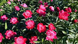 Пион NIPPON PARADE