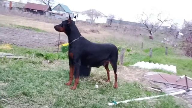 Доберман беременна!!! смотреть онлайн