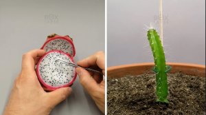 Из семян в кактус за 113 дней, выращивание DRAGON FRUIT  - создано Boxlapse