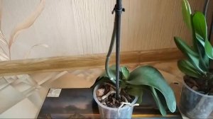 У Орхидеи Висят Листья. Что Делать?