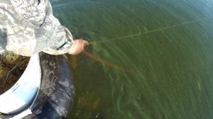 ПРОВЕРКА СЕТЕЙ ! САЗАН УДИВИЛ !!!