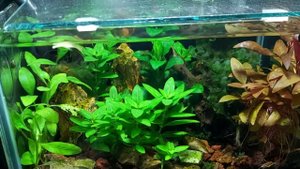 Шутки в сторону. Аквариум три литра.