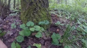 Как вырастает гриб за сутки.Часть 2,