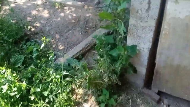 В деревни!!!Барошик с котиками продолжает лакомиться!!! смотреть онлайн