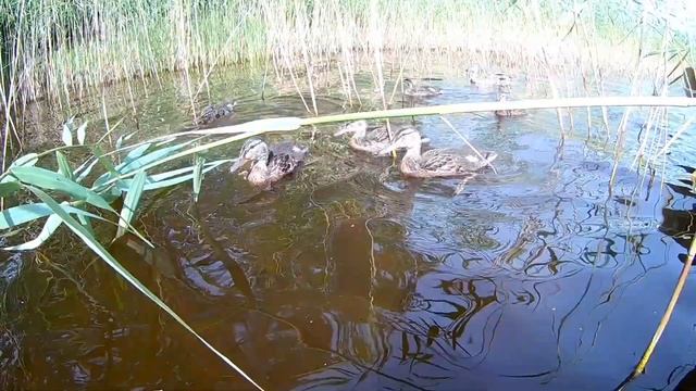 На байдарке по Вуоксе. Карельский перешеек. Четыре дня на на Вуоксе в Синево пролетели как один. смотреть онлайн