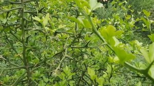 Зимостойкий апельсин - понцирус (трифолианта)