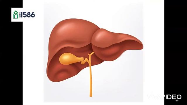 Пищеварительная система 5+ рассказывает Ромаз Карина Александровна, Школа №1586 смотреть онлайн