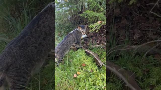 ОЗЕРО БОЛЬШОЕ ЛУГОВОЕ ЛЕНИНГРАДСКАЯ ОБЛАСТЬ