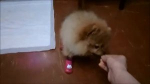 Прогулки щенка Шпица/ Приучение щенка к обуви