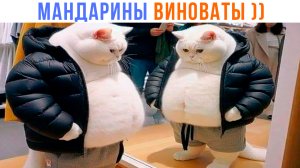 ПОТОЛСТЕЛ НЕМНОШК ))) | Приколы с котами | Мемозг 1366