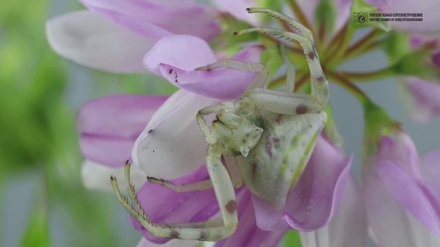 Хищные цветы с восемью лапками. Цветочные пауки. // Clever Cricket смотреть онлайн