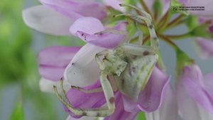 Хищные цветы с восемью лапками. Цветочные пауки. // Clever Cricket