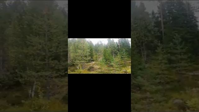 Поездка за грибами #поездка #за #грибами #поездказагород #костомукша #костомукша.mp4