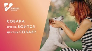 Собака очень боится других собак?