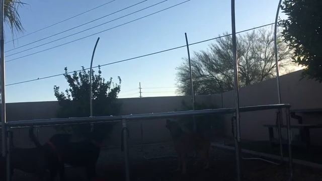 Doggo Game xD смотреть онлайн