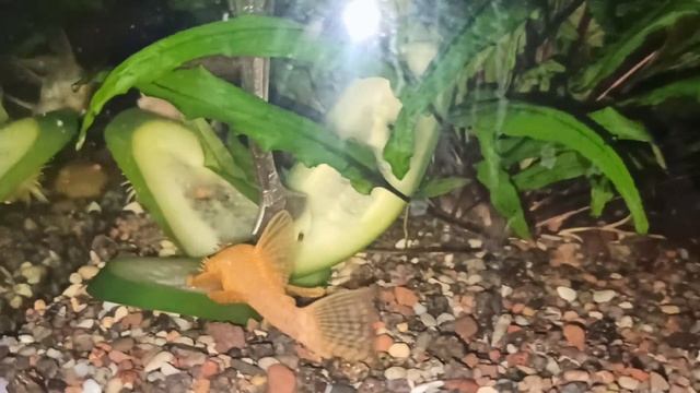 Ночная жизнь аквариума смотреть онлайн