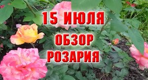 15 июля 2023 г. Обзор роз с названиями