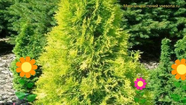 Туя западная Голден Смарагд. Краткий обзор, описание характеристик thuja occidentalis Golden Smarag
