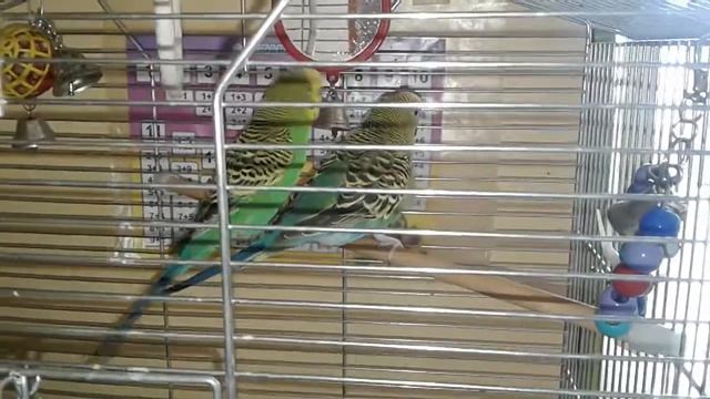 Спаривание волнистых попугаев смотреть онлайн