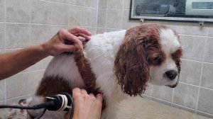 How to groom a Cavalier King Charles, full body grooming transformation, rounded longer ears