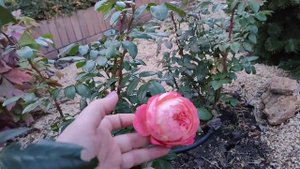 Роза Квин оф хард королева сердца цветет в октябре.