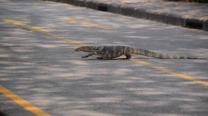 Парк Люмпини в Бангкоке (Lumpini Park Bangkok) - 2014