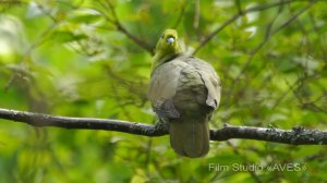 Зеленый голубь (Treron sieboldii) - White-bellied green pigeon