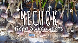 Пора выкапывать чеснок!