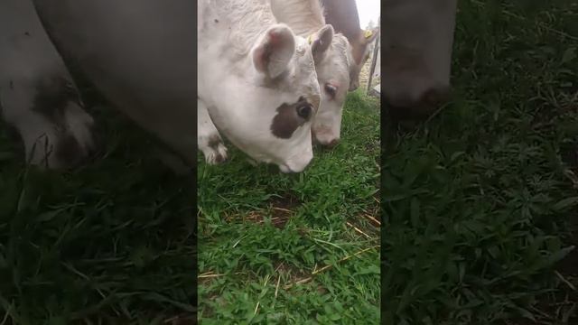 Телята породы симментал🐂